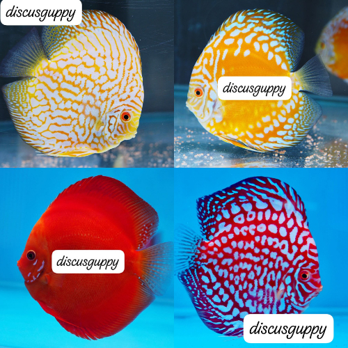100 E Discus 1inch MIX SAMEDAY - Enhanced Edition