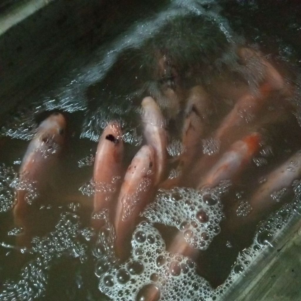 

Ikan Nila Segar 2/3/4 per Kg