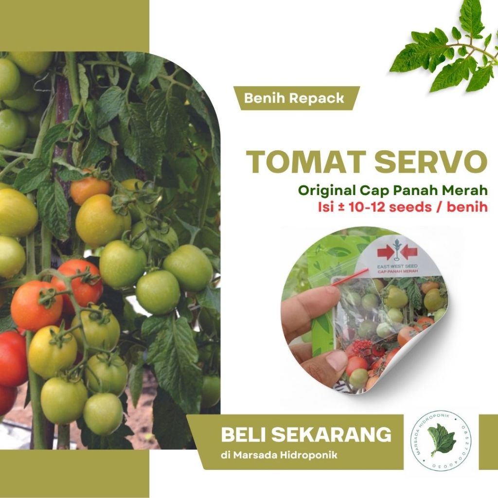 Bibit Benih Tomat Servo Cap Panah Merah Kemasan Repack