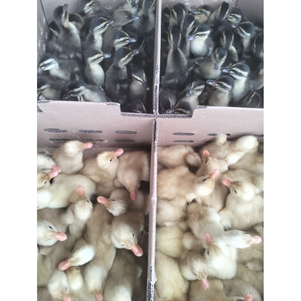 Bibit Itik Ma Jantan DOD