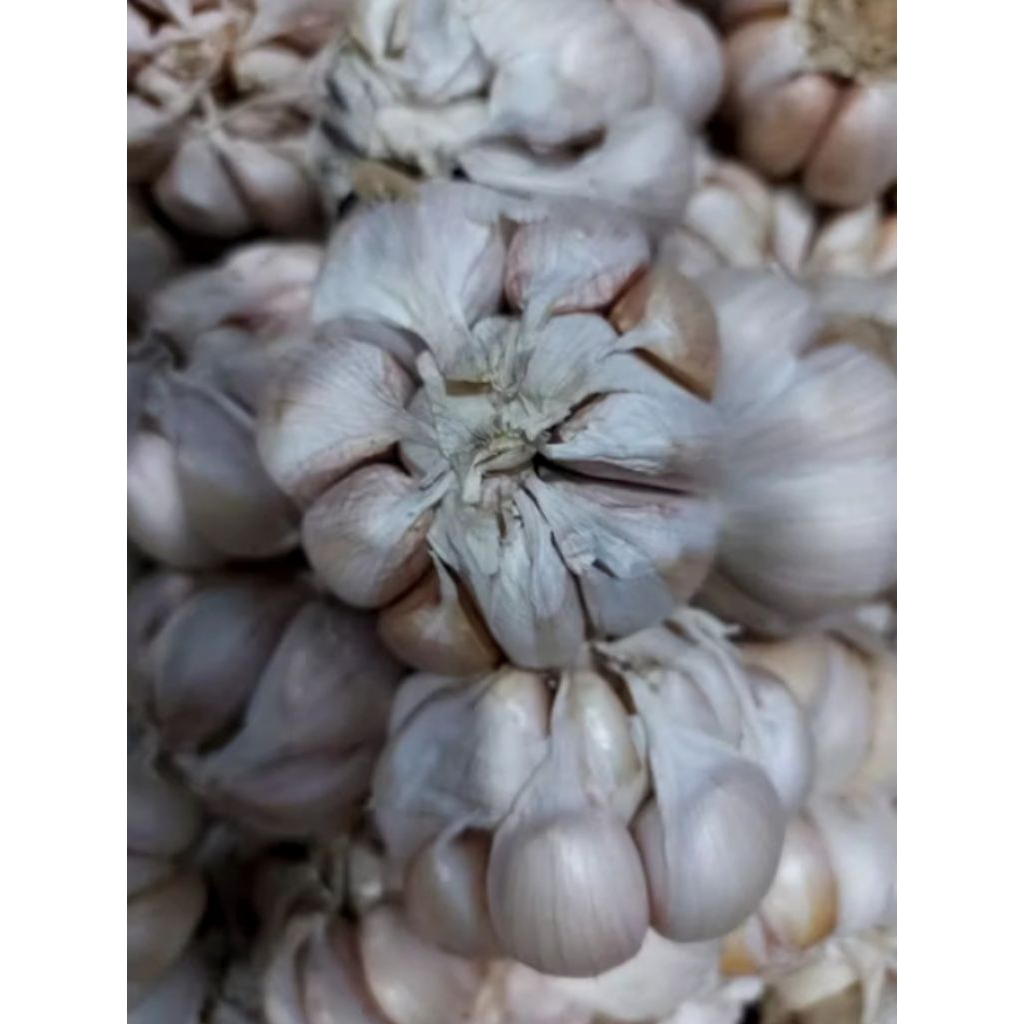 

BAWANG PUTIH SINCO /Bersih /Kering /Kualitas Terjamin