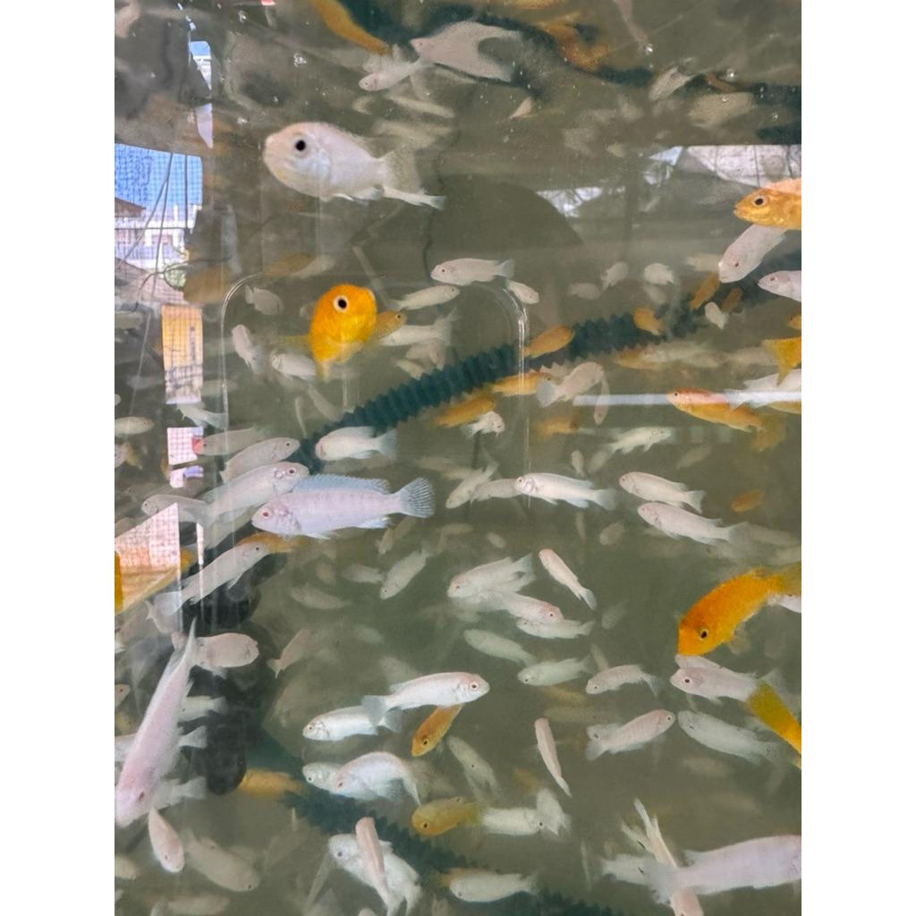 cichlid snow white paket 5ekor