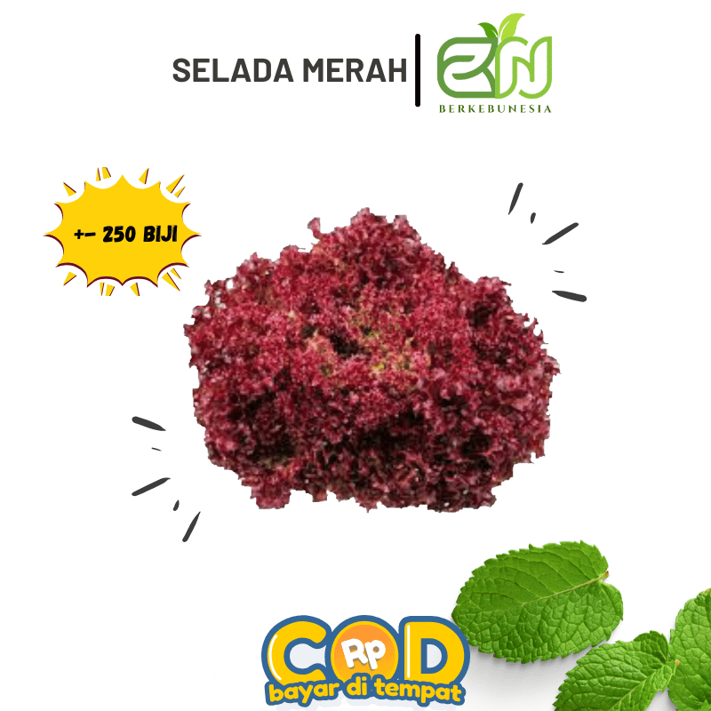 Benih Sayuran Daun Selada Merah Biji Bibit Selada Merah
