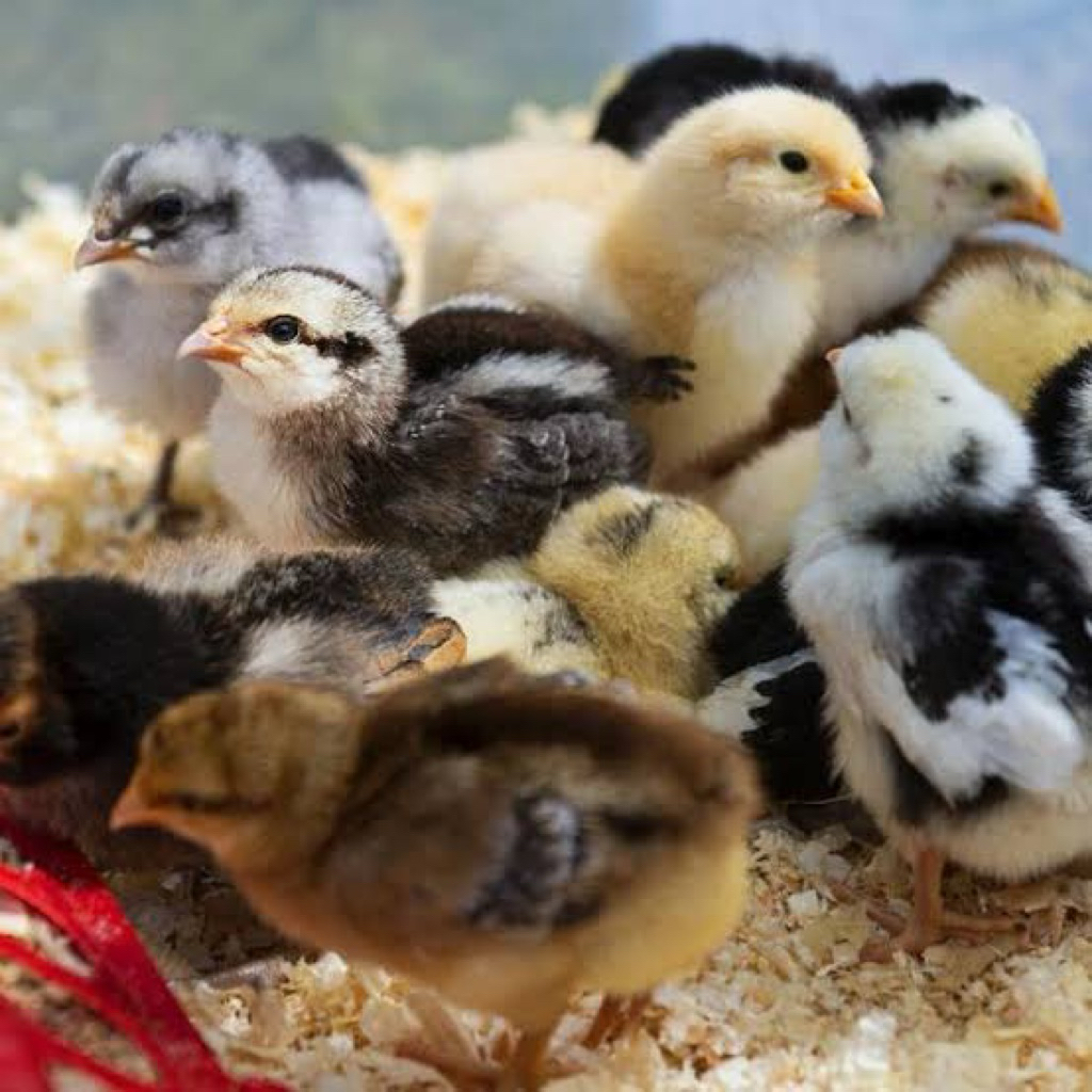 BIBIT AYAM KAMPUNG KUB KHUSUS INSTAN ATAU SAMEDAY SEKITRAN BEKASI MINIMAL ORDER 5 EKOR