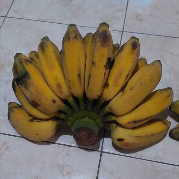 

Pisang Kepok Kuning Asli Matang Pohon – Manis, Segar, Siap Goreng atau Kukus