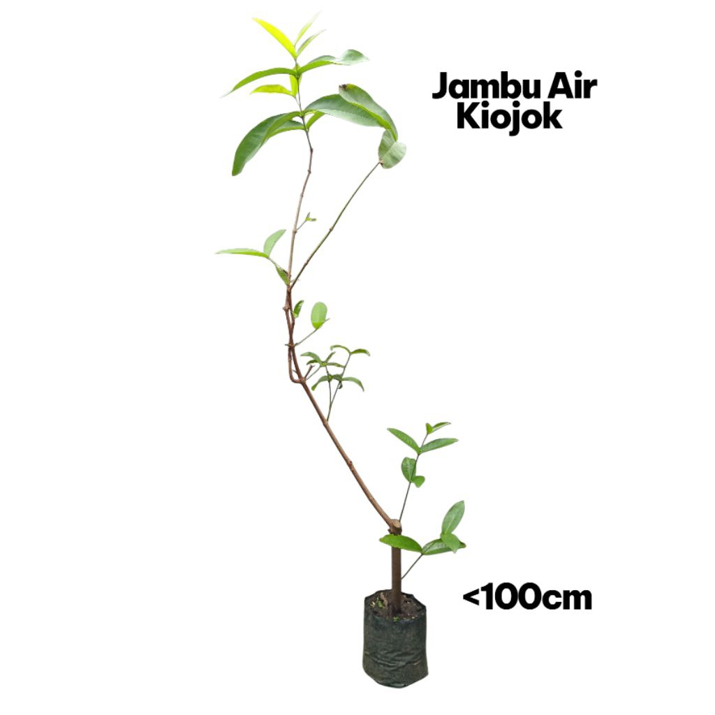 

jambu air kiojok