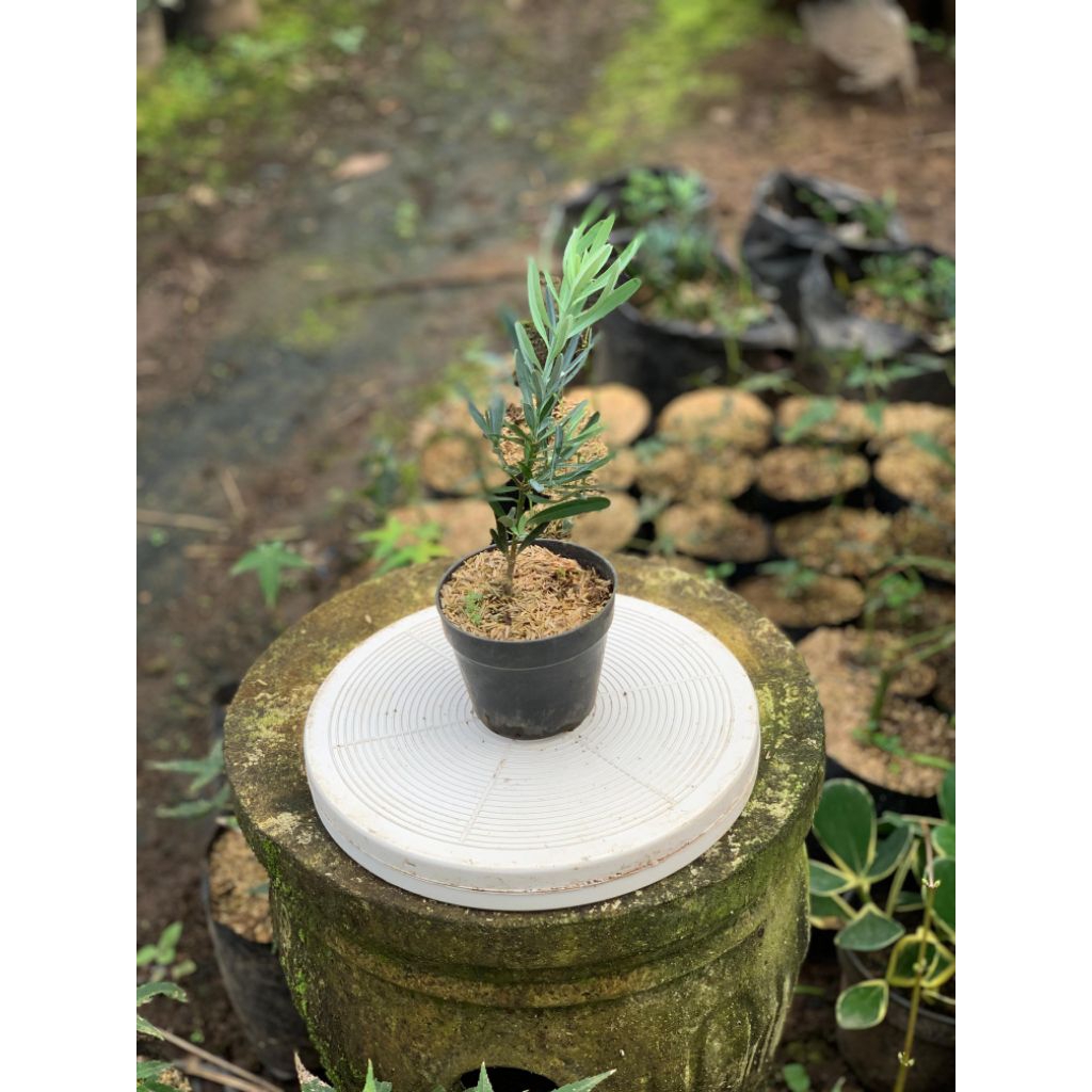 Bibit Bonsai  Lohansung Blue Ice Ori