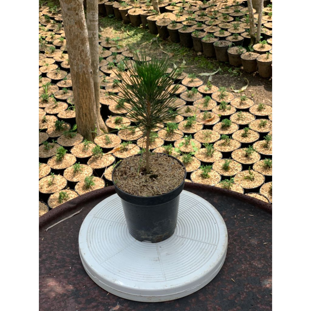 Bibit Bonsai  Black Pine