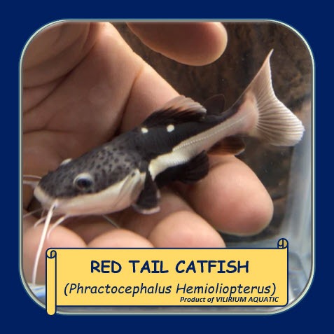 IKAN HIAS AIR TAWAR - RED TAIL CATFISH (RTC) / LELE DORAEMON (IKAN PREDATOR)