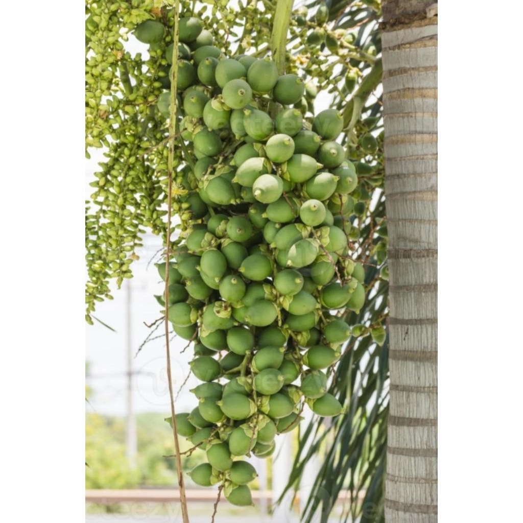 

Buah Pinang Segar | Buah Jambe Muda | Penambah Stamina Pria | Suka Tani99