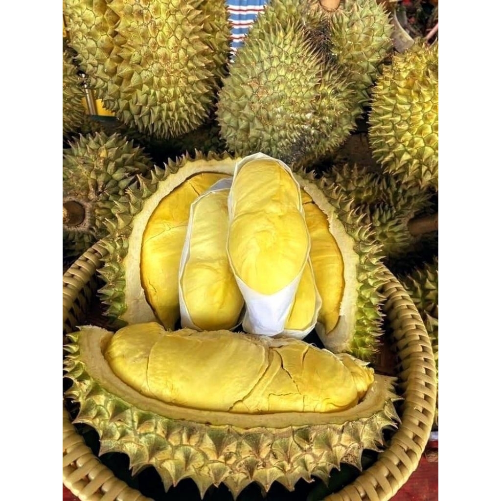 

Durian Super Montong 500 Gram // DURIAN MONTONG SUPER HIGH KUALITAS