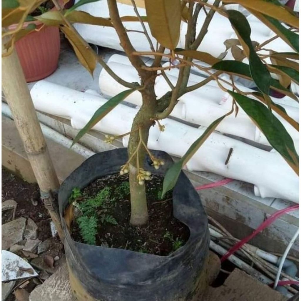 Bibit Durian Sudah Berbunga Monthong Bawor Musangking