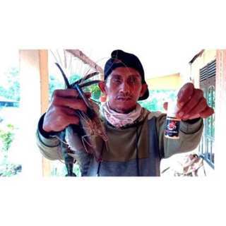 Buttercupple Essen Umpan Mancing Lobster Dan Udang Galah Liar Air Tawar Sungai Danau Media Umpan