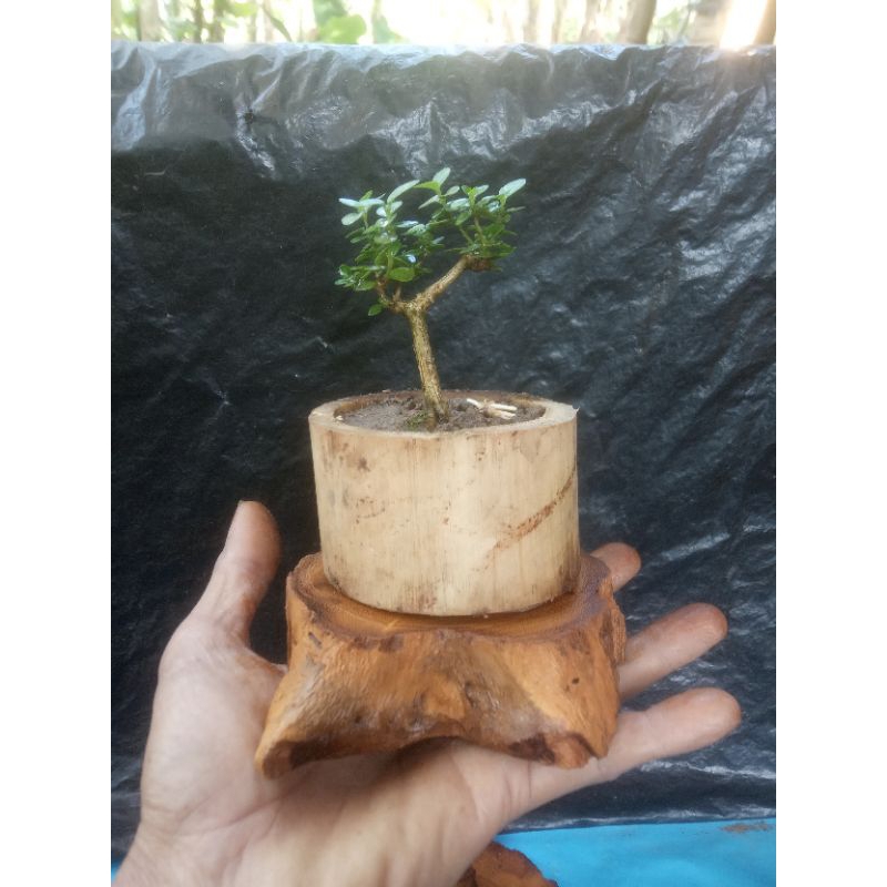 tatakan kayu bonsai shito/bunga kecil