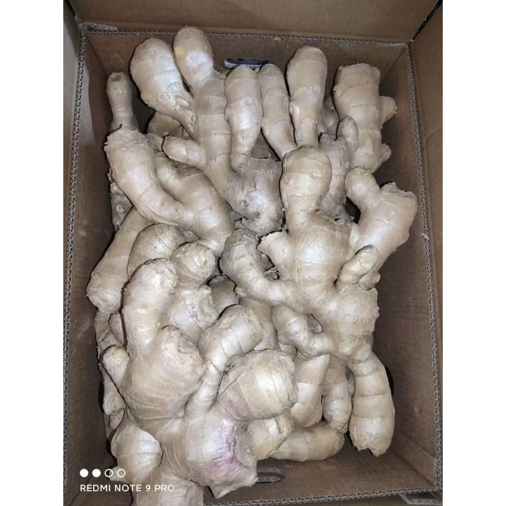 

Jahe Paris/Jahe Gajah 1Kg