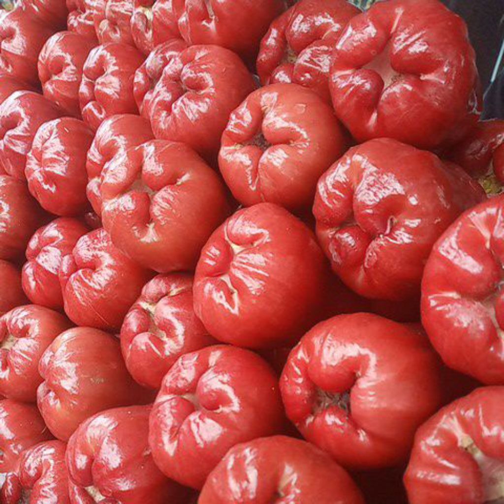 

Jambu Air Citra (500g)