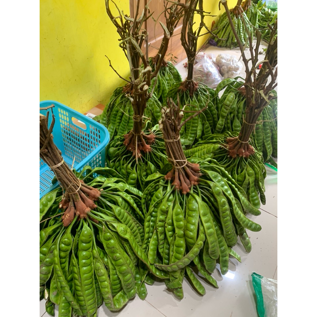 

pete pendek 10 papan