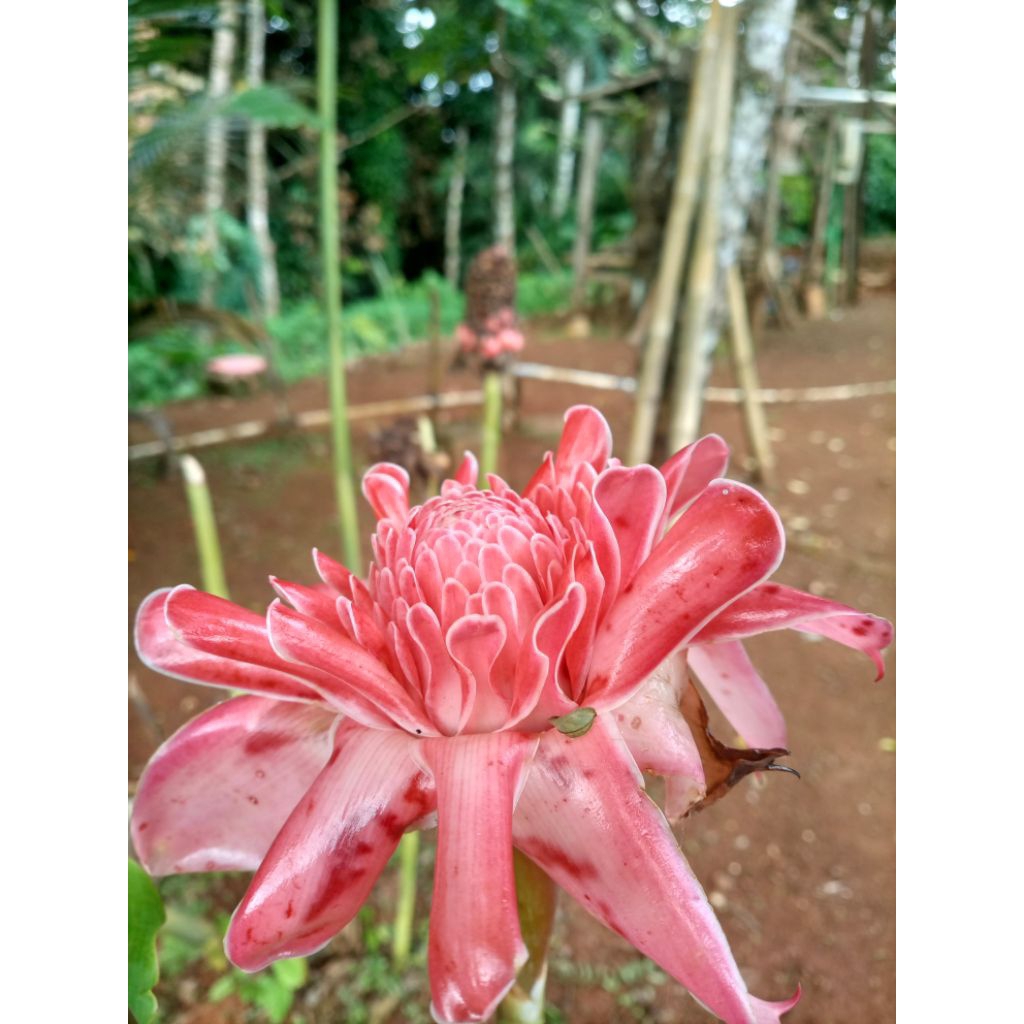 

kecombrang kembang buah Honje