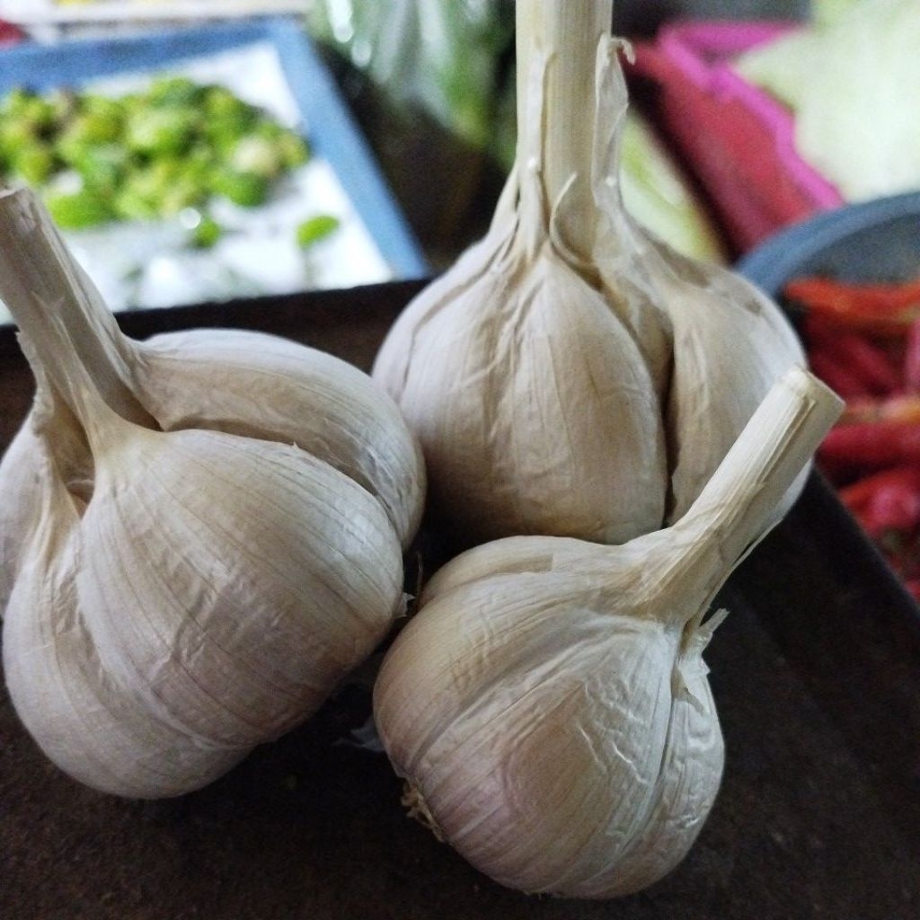 

Bawang Putih Kating