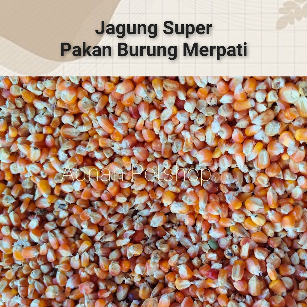 JAGUNG SUPER PAKAN BURUNG MERPATI TERMURAH