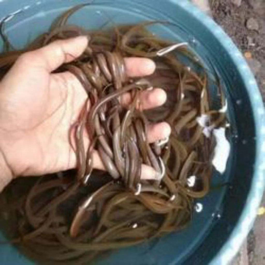 

Belut Ukuran 12cm-20cm 1 ekor udah siap makan