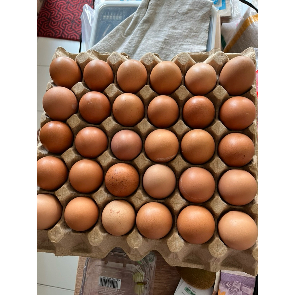 

Telur Ayam Negeri Biasa