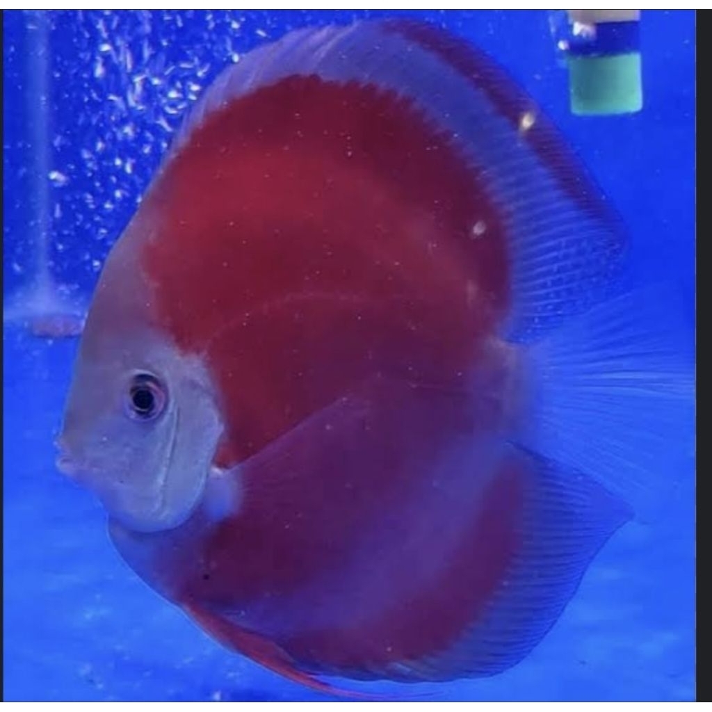 Discus Sun Merah / Ikan Hias