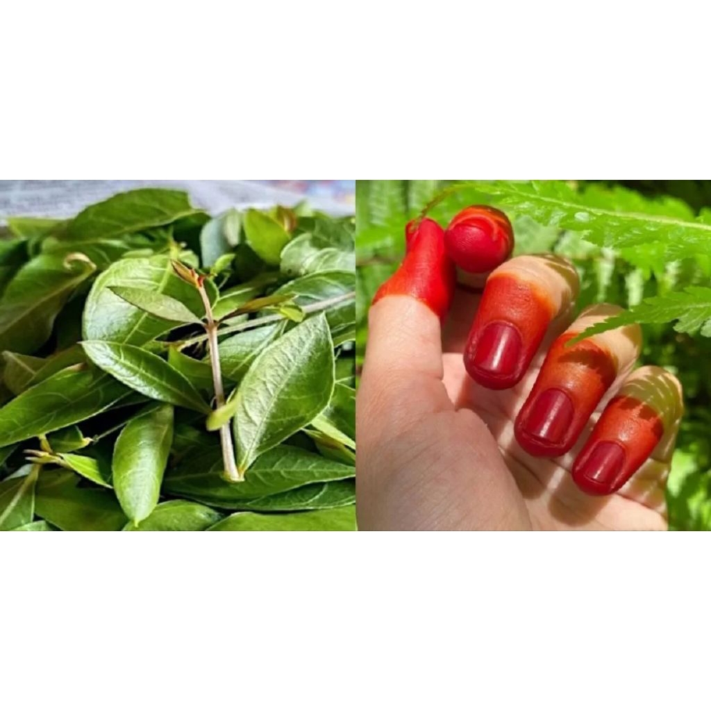 Daun Inai Asli Segar 100gr| Daun Pacar Kuku Asli| untuk kuku dan berbagai obatan