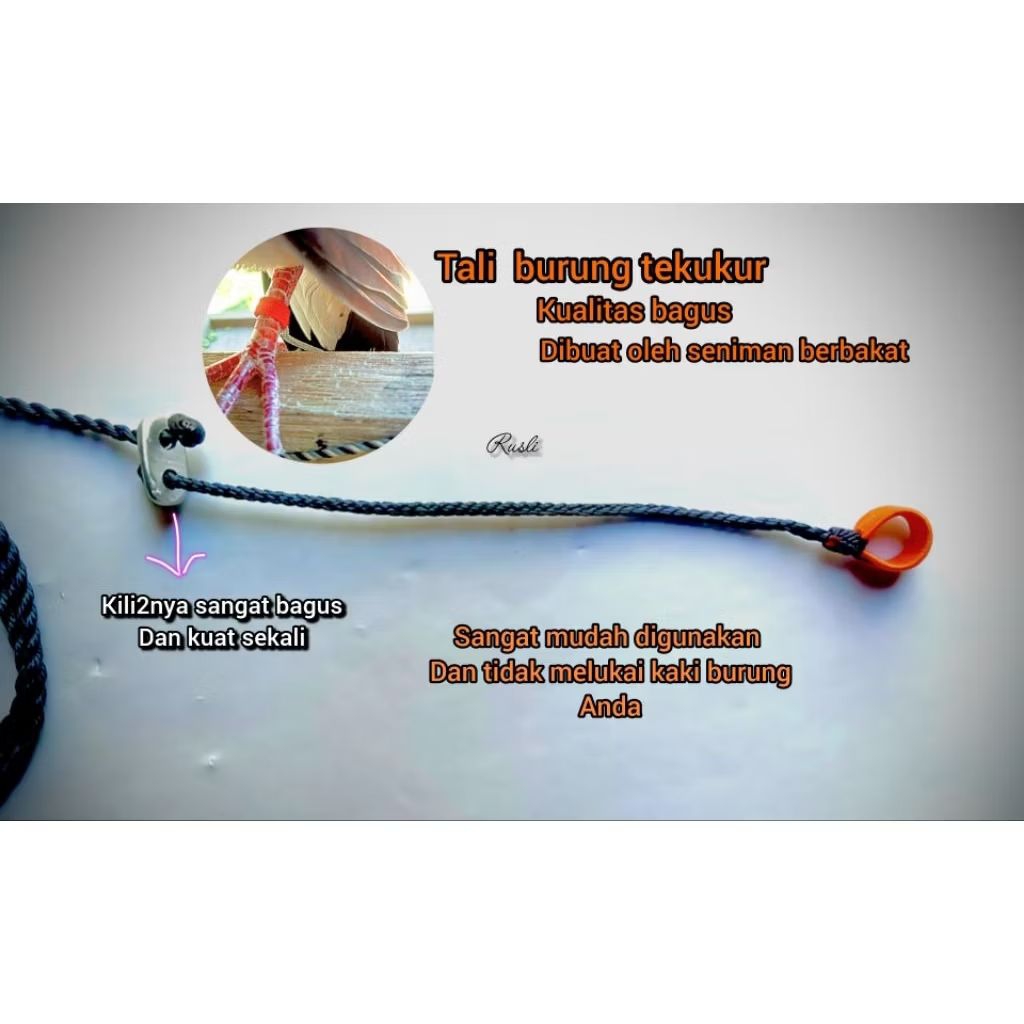 tali burung tekukur kualitas tinggi