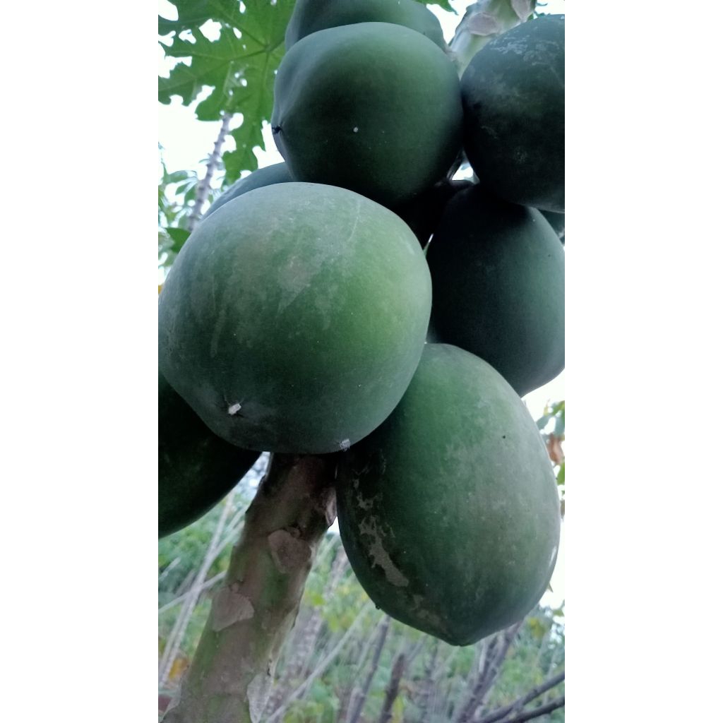 

pepaya muda termurah Fress baru petik