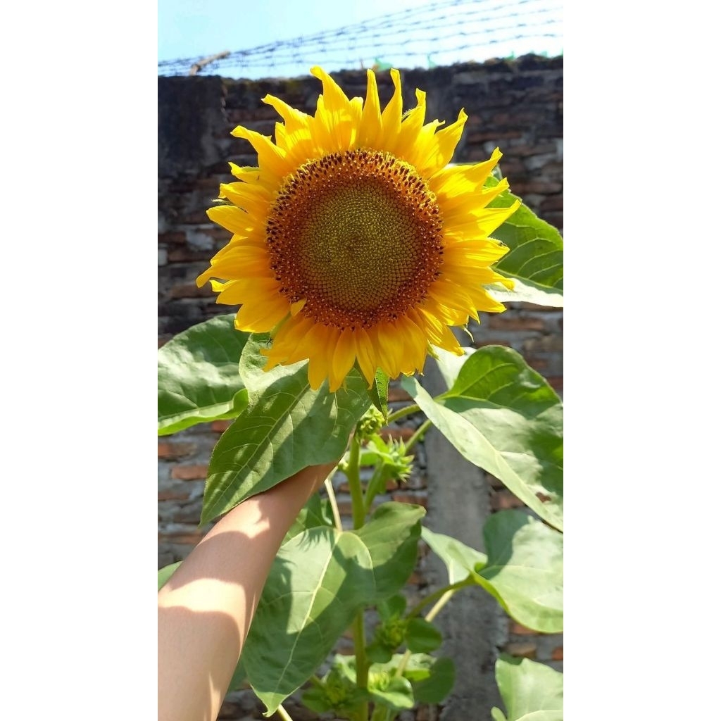 Pohon bunga matahari besar / Tanaman bunga matahari besar ( Kuaci )