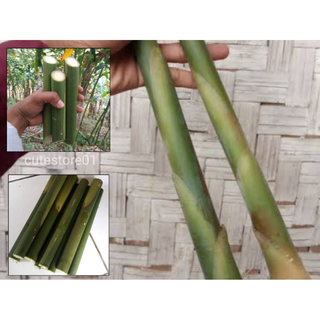 

Batang Kecombrang Utuh 500gram Termurah