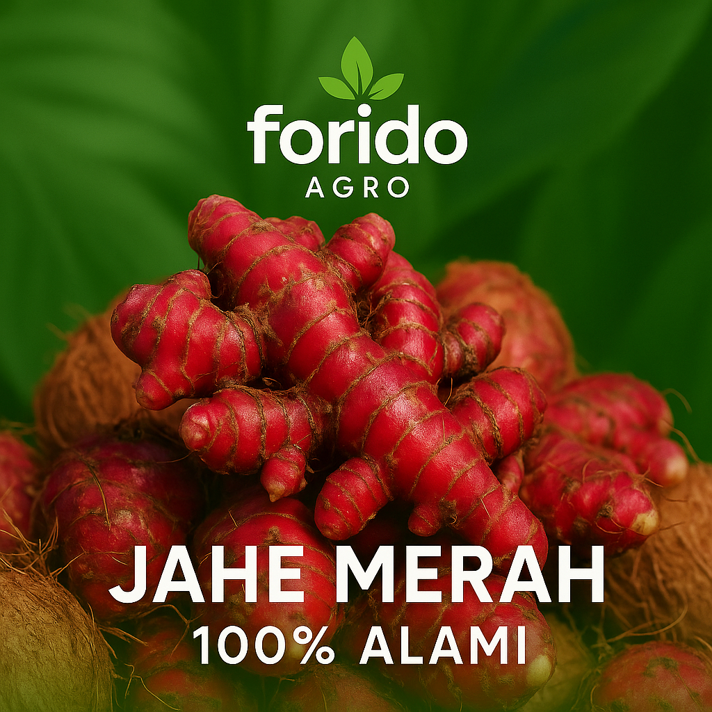 

Jahe Merah Forido Agro 100% Alami 5 Kg Jahe Merah Segar Grade A Jahe Merah Fresh Langsung Dari Petani