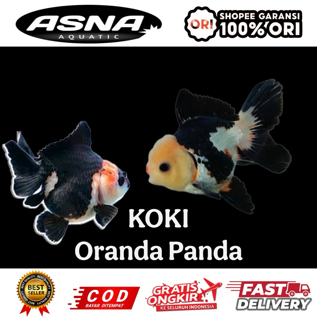 kebutuhan aquarium koki oranda panda