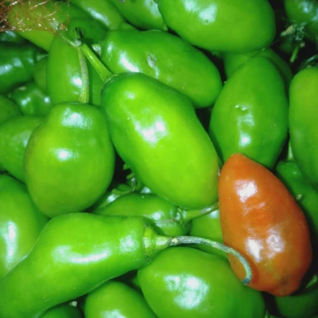 

Cabe gendot/gendut fresss segar isi 1 kg