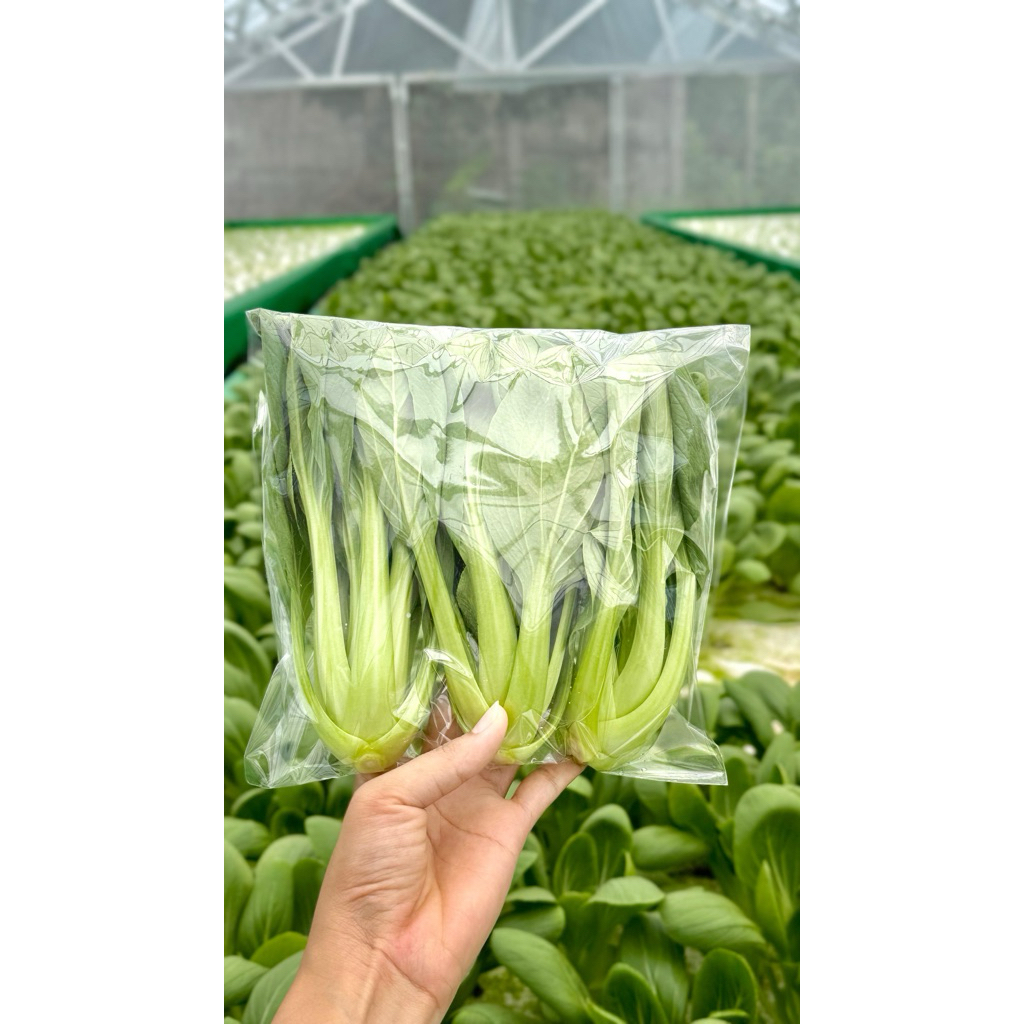 

Pakcoy Organik (250gr)