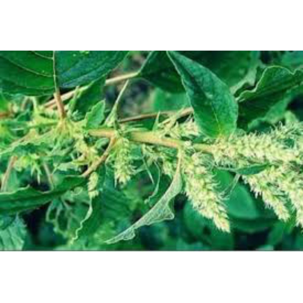 

bayam duri hijau segar/200g organik/samsul.herbal1