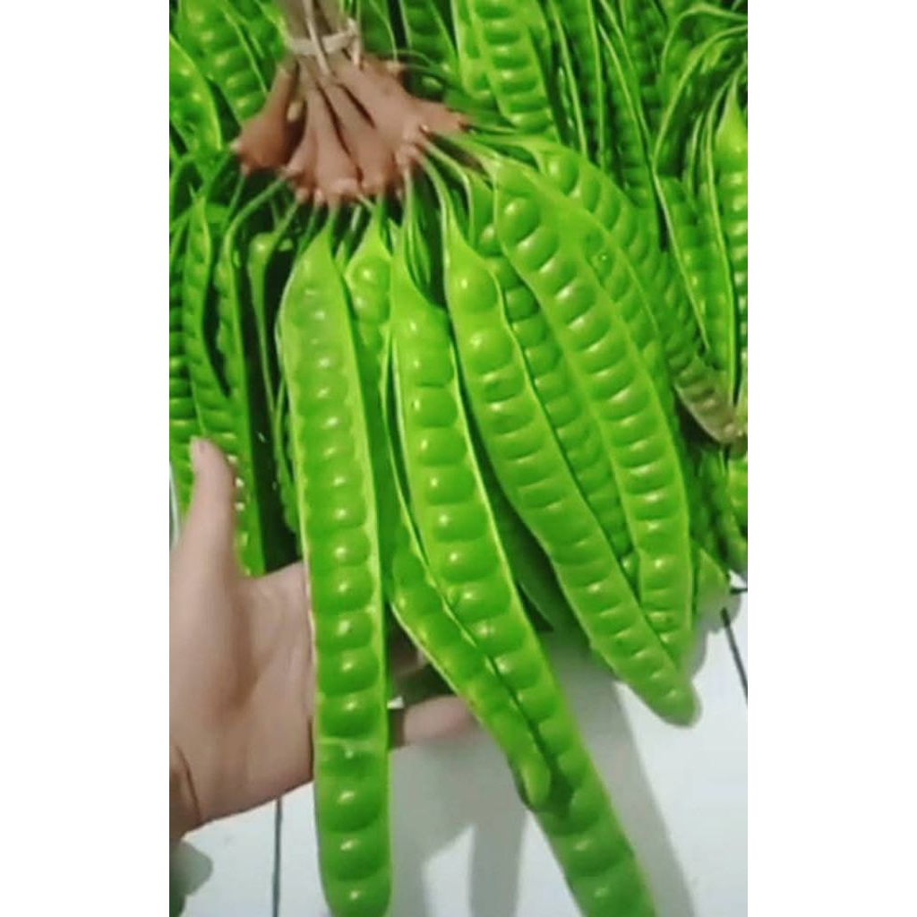 

petai/Pete manu lalapan buat nafsu makan