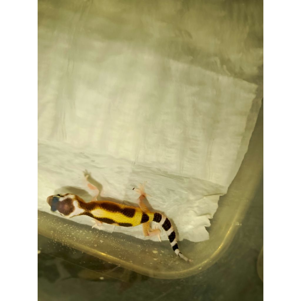 STICKER_GECKO_BABY_RANDOM