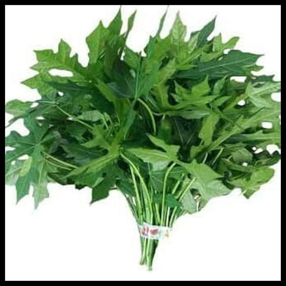

Daun paya pepaya jepang 1 ikat