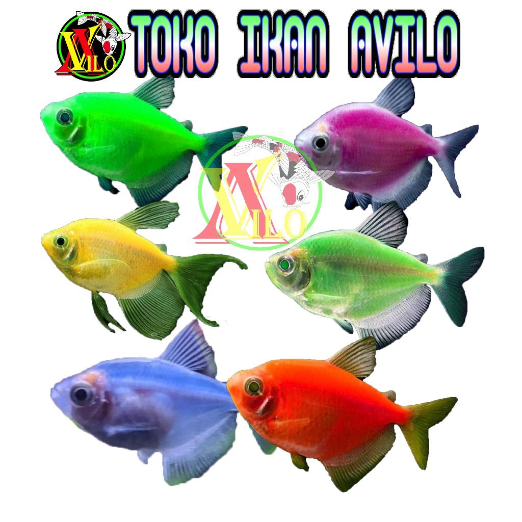 aquascape fish rainbow ikan hias gerombolan ukuran kecil