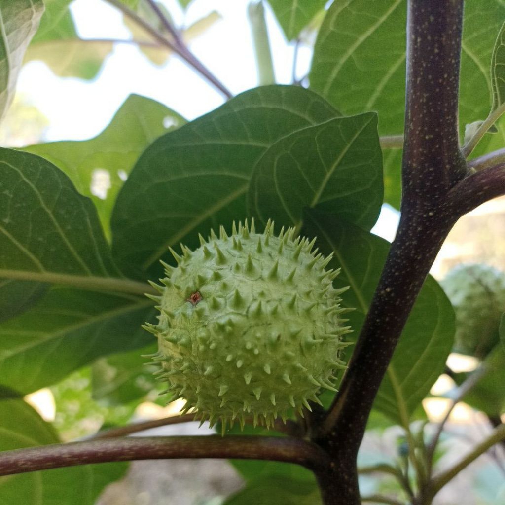 

Buah Kecubung organik | herbal kecubung