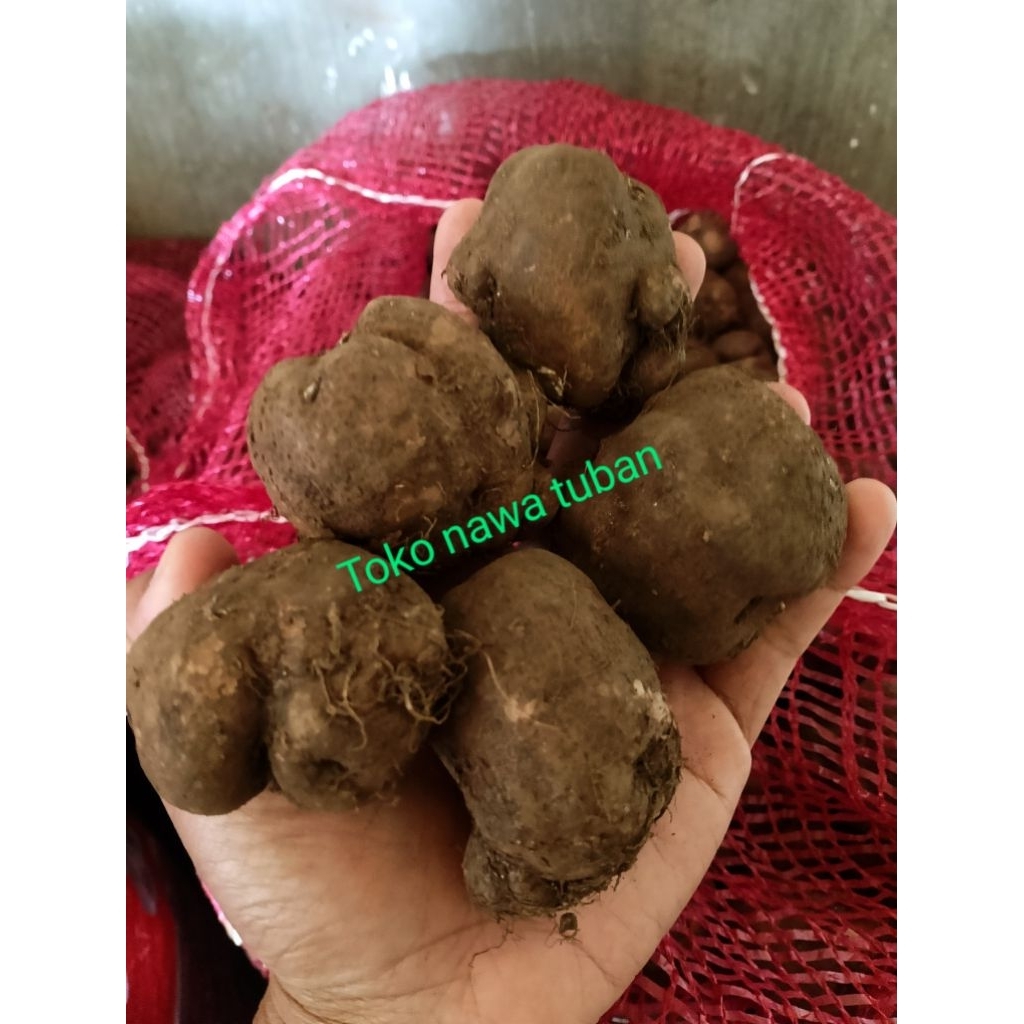 

kentang hitam 1KG, kentang bulu,kleci,kembili, kentang sabrang