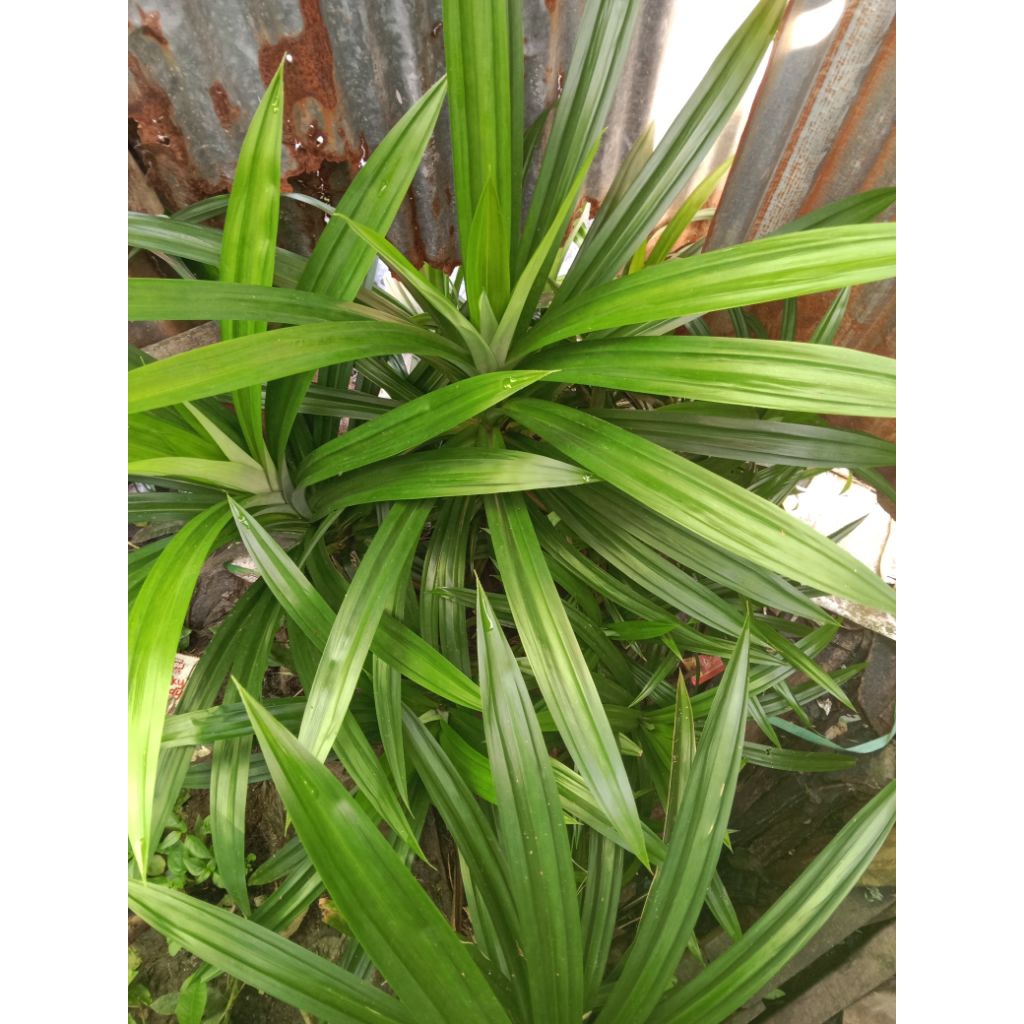 

Daun pandan 10 lembar