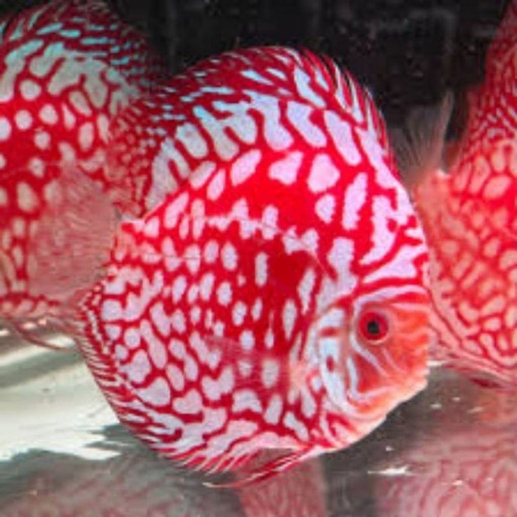 Discus Pigeon Red map / Discus aquarium ikan hias air tawar