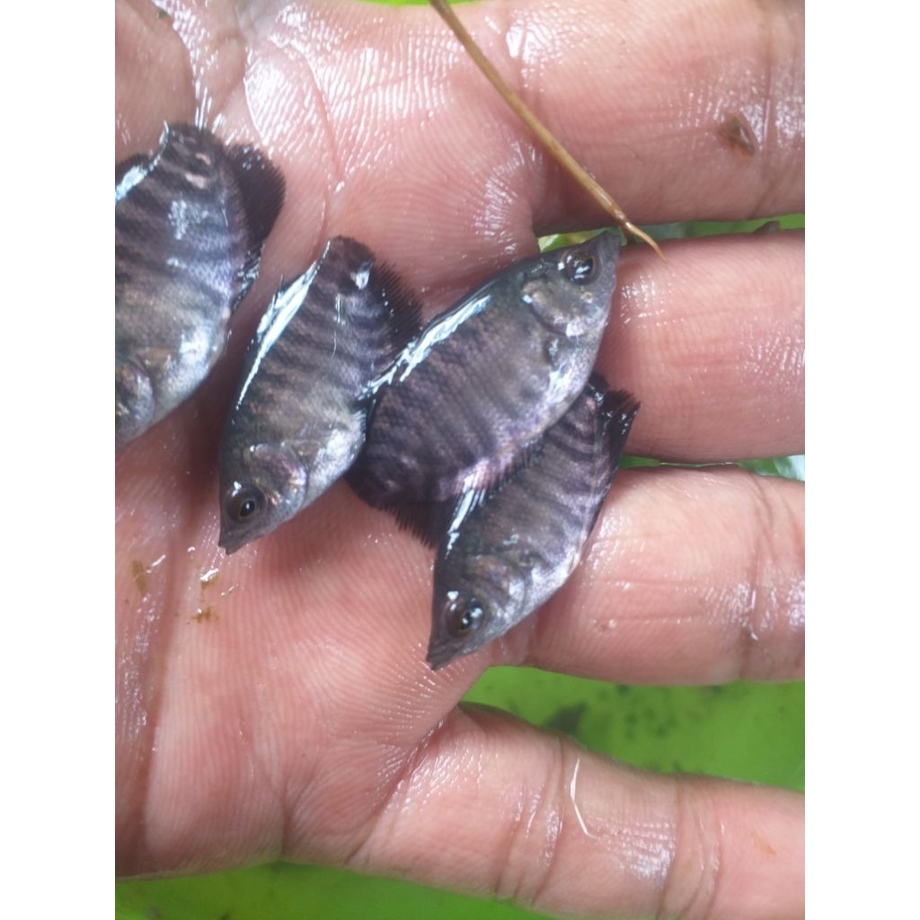 paket 100ekor gursor nguaci