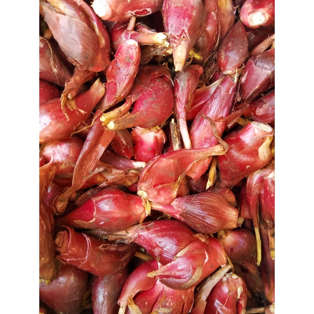 

bawang dayak segar bawang Kalimantan super 500gram