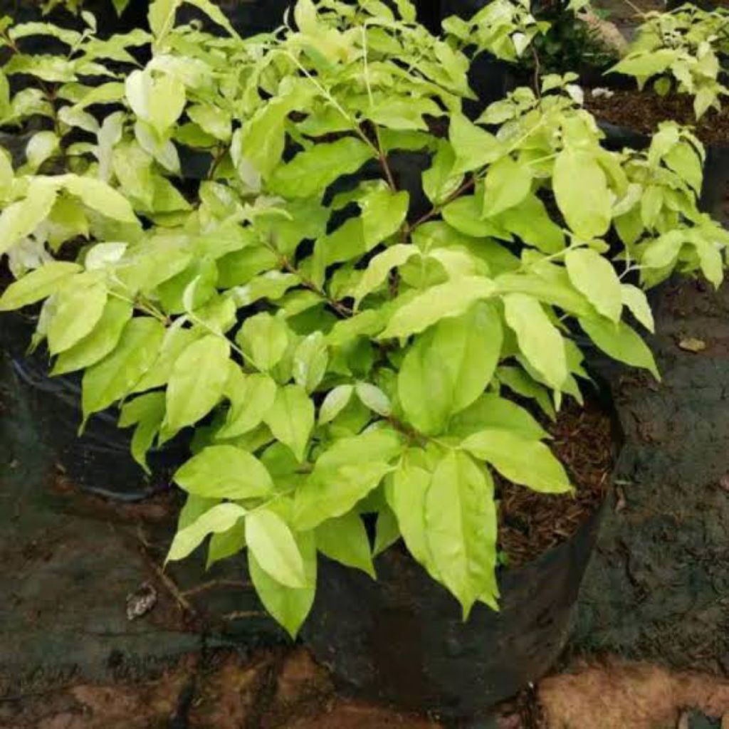 Pohon hias bibit anting putri