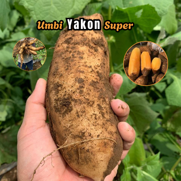 

Umbi Yakon Super - Buah Kuning Renyah dan Segar