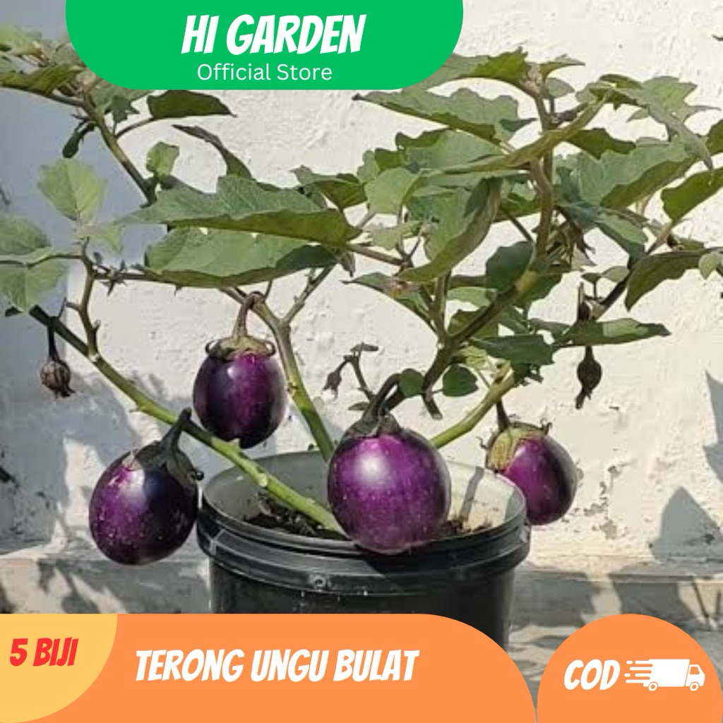 Terong Ungu Bulat 5 Benih Unggul Terong Ungu Bulat